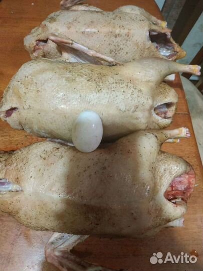 Мясо домашних уток,гусей,кур