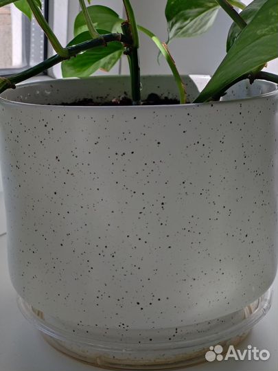 Сциндапсус эпипремнум