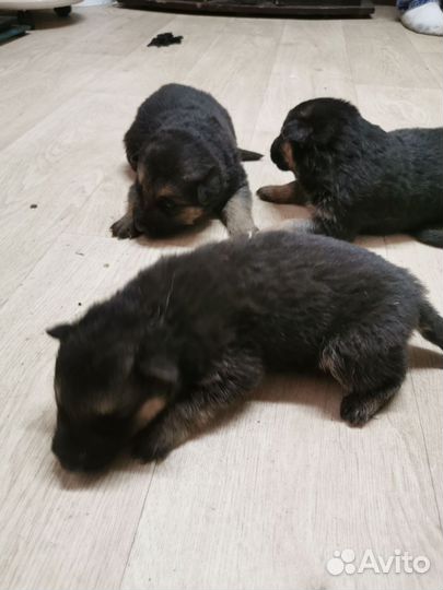 Немецкая овчарка