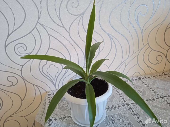 Цветы для дома, розмарин