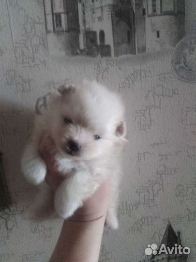 Шпицы разные. Доставка из Челябинска