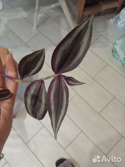 Традесканции разных сортов