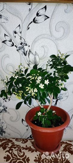 Мур Айя(дерево императоров) ягоды лечебные