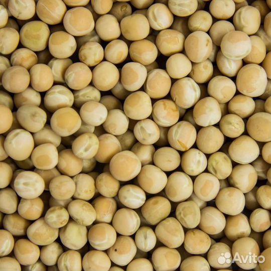 Семена гороха для микрозелени