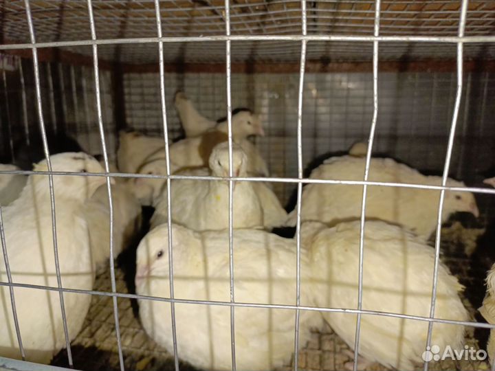 Перепела,инкубационное яйцо