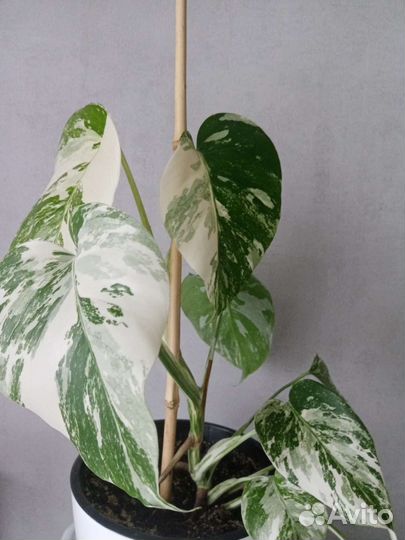 Монстера альба