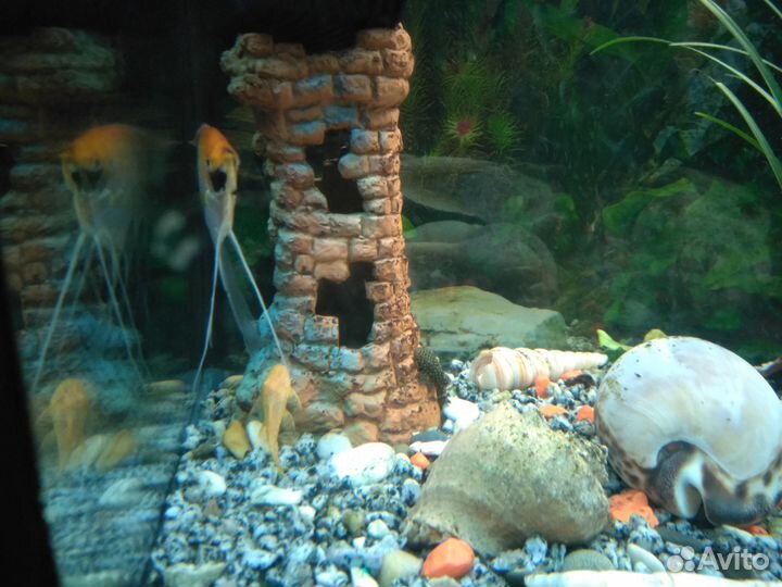 Рыбки, улитки