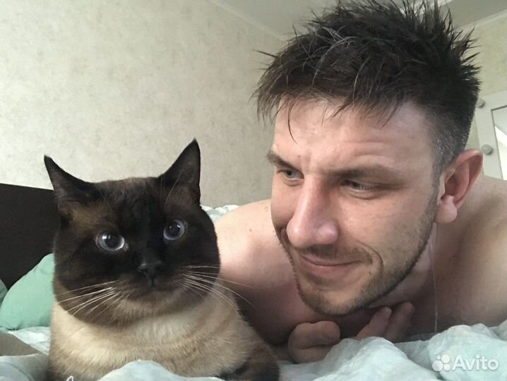 Сиамский кот вязка