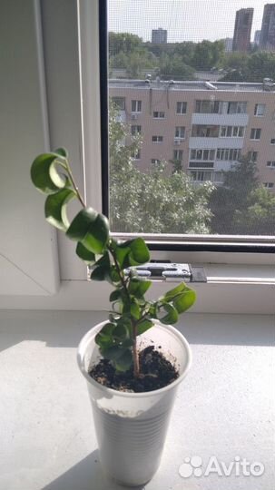 Фикус Барокко