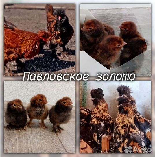 Инкубационное яйцо