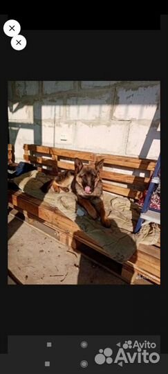 Собака немецкая овчарка