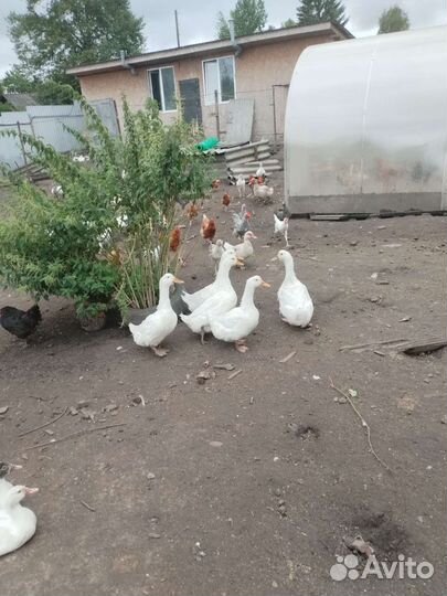 Мясо индоутки,утки