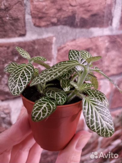 Фиттония, эписция акварельная