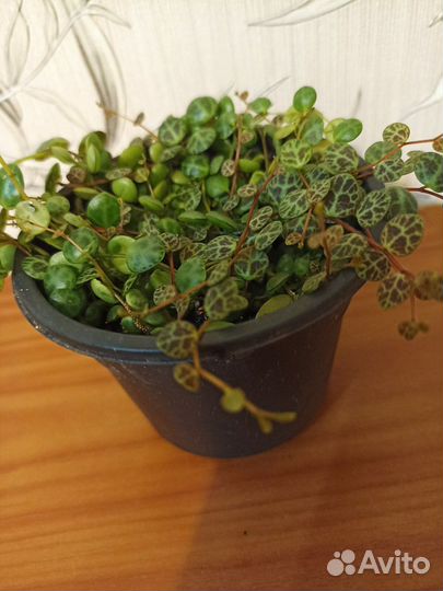 Пеперомия 5 видов