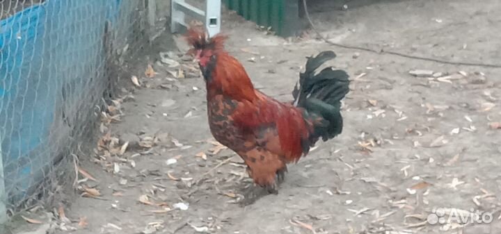 Петушок Павловское золото