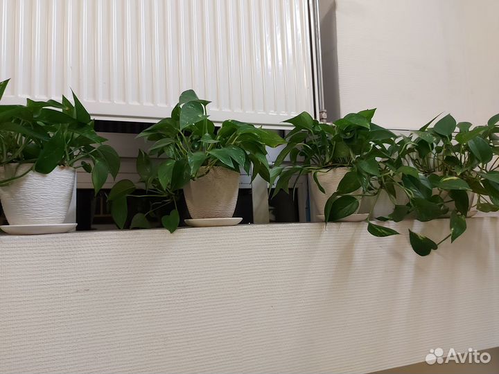 Сциндапсус Эпипремнум