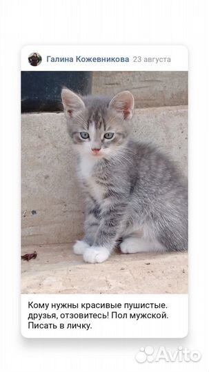 Котята. Мальчики