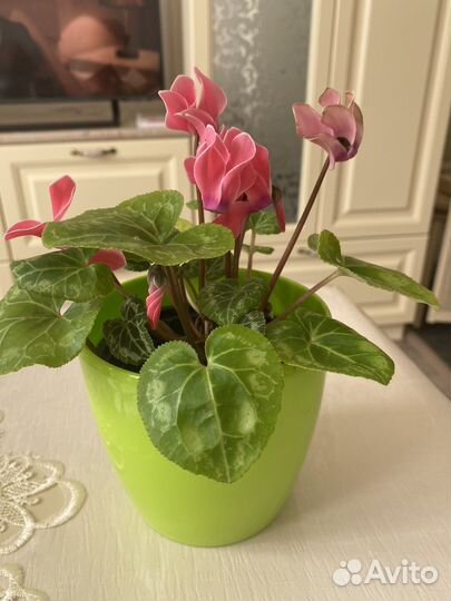 Цикломен цветущий