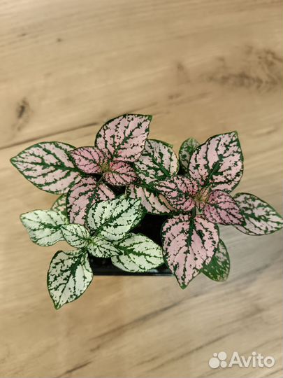 Комнатные растения