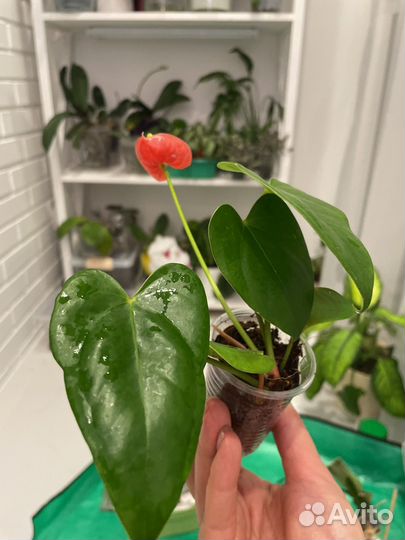 Антуриум, кодиеум