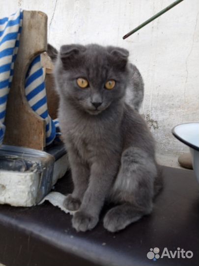 Кошка в дар бесплатно