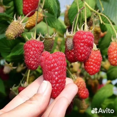 Саженцы малины Пшехибы и др. зкс