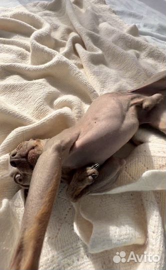 Мини той-терьер вязка