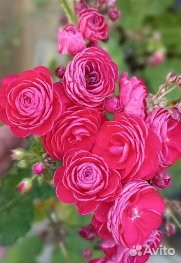 Пеларгонии сортовые