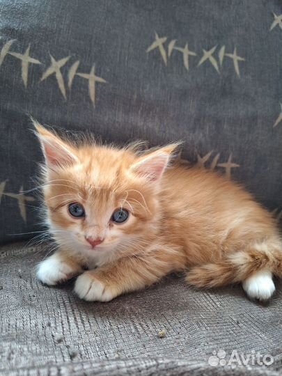 Котята мейн-кун метисы