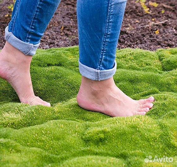 Цветущий Вечнозелёный Газон - Мшанка - Аlena park