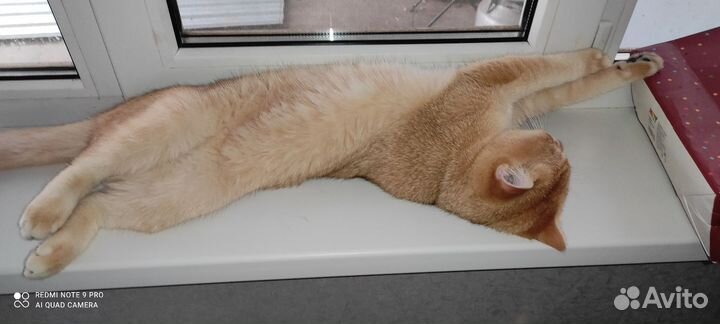 Шотландский кот на вязку (золотая шиншила)