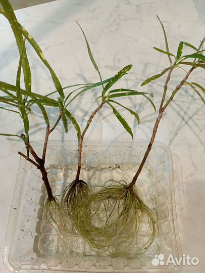 Цветы комнатные