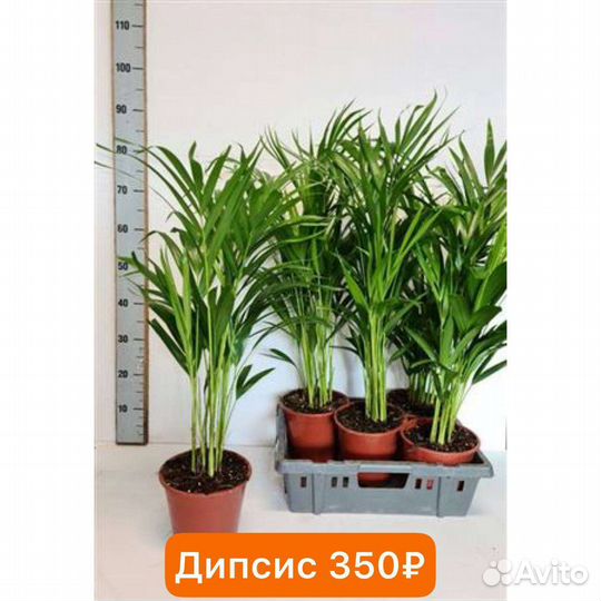 Растения из садового центра