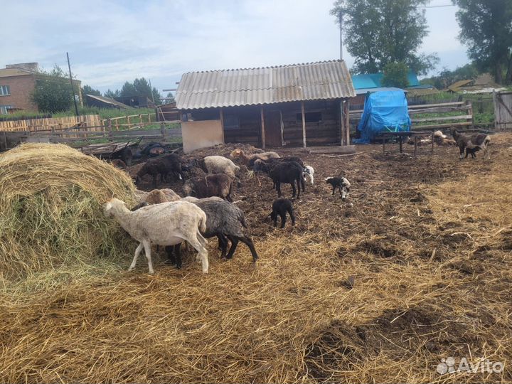 Овцы бараны