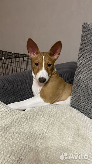 Басенджи классная девочка