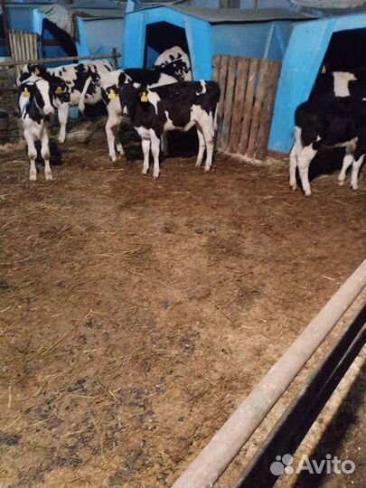 Телята бычкии