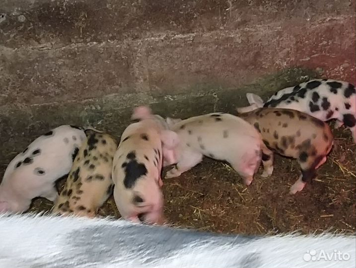 Поросята кб
