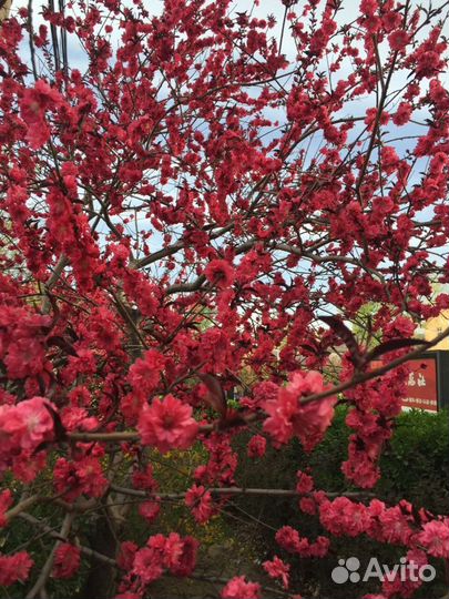 Переводчик китайского языка