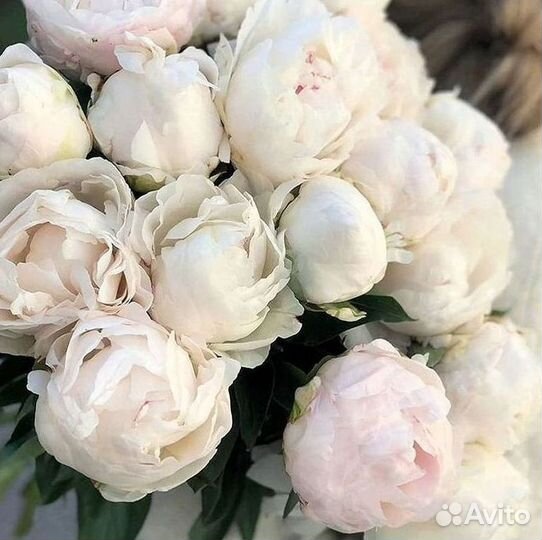 Пионы Цветы Доставка