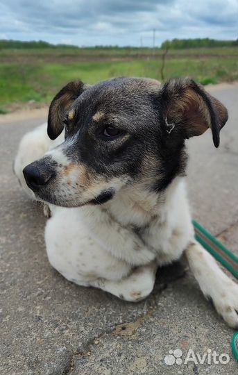 Молодой пес ниже колена