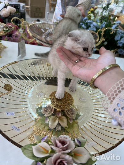Котенок
