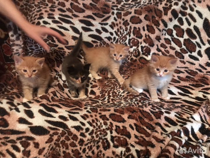 Рыжого котенка в добрые руки