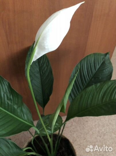 Спатифиллум