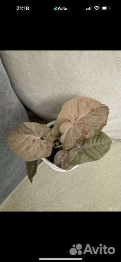 Сингониумы сортовые. Детки