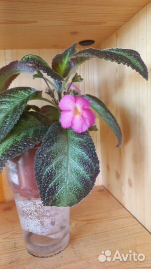 Эписции сортовые