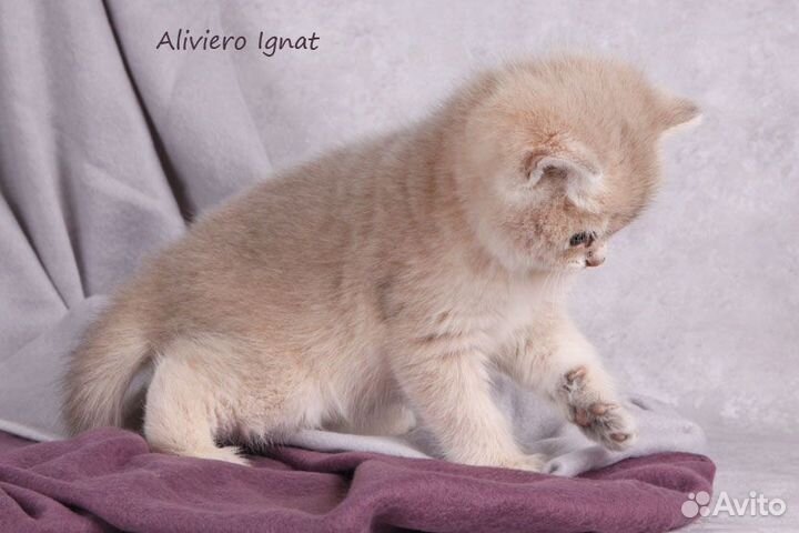 Британский малыш Игнат. Голубая золотая шиншилла