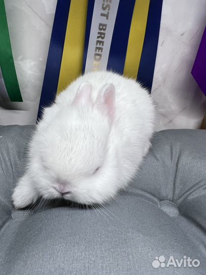 Чистопородные гермелины и минилопы