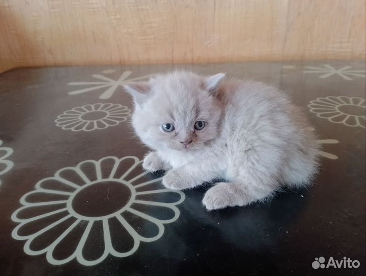Британские котята