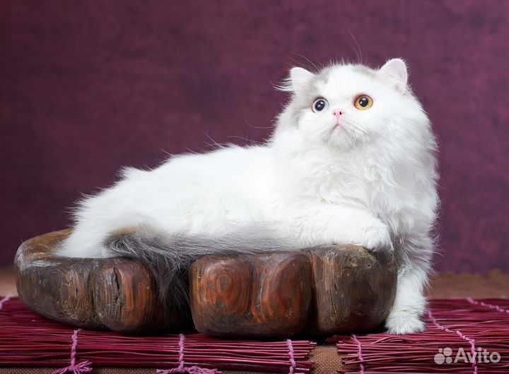 Шотланская кошка