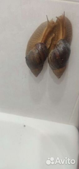 Улитка ахатины 7 шт большие и мелкие в подарок